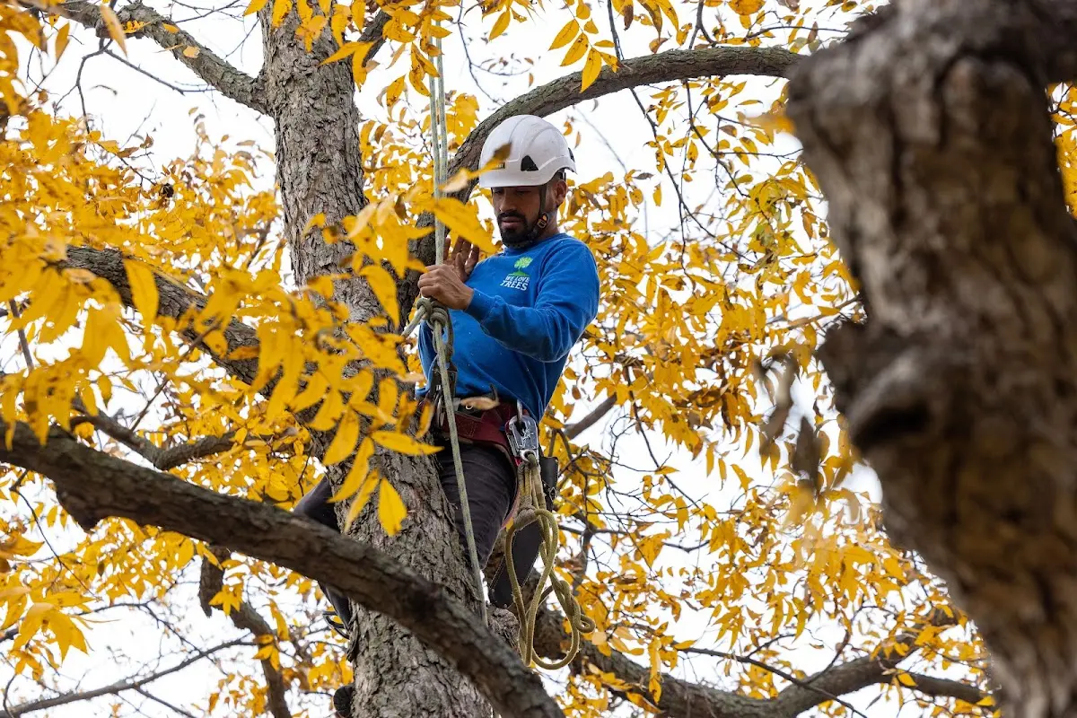 Skilled Storm Damage Cleanup crew working in Chatfield